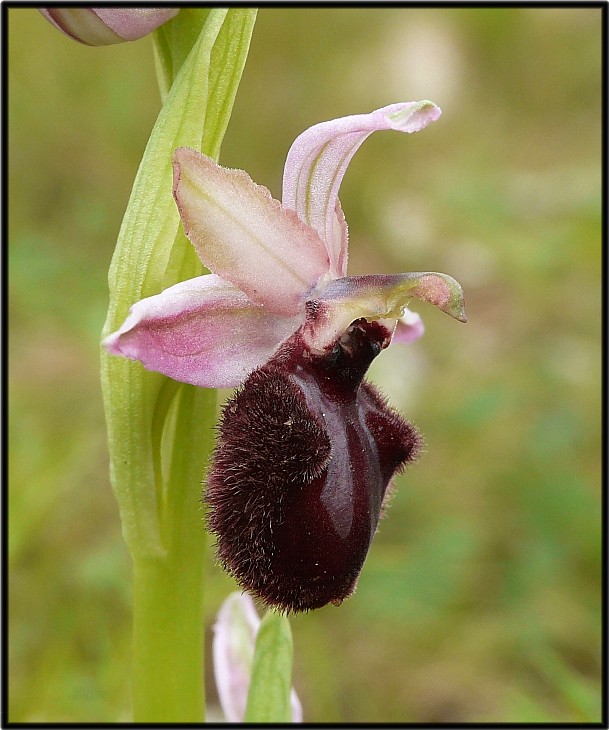 Ophrys sipontensis